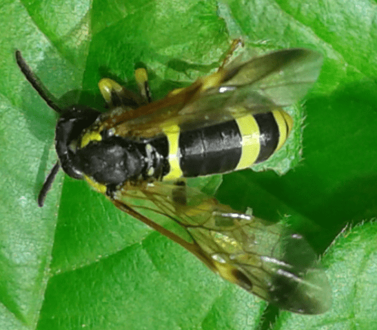 Tenthredinidae : Tenthredo zonula? S